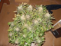 Amnesia Lemon fem (Barneys Farm)