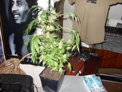 Northern Light fem (Female Seeds)