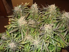 Amnesia Lemon fem (Barneys Farm)2