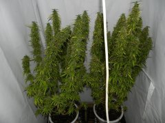 Indian Skunk