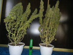 Indian Skunk