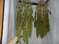 Indian Skunk