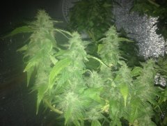 BC God Bud 757