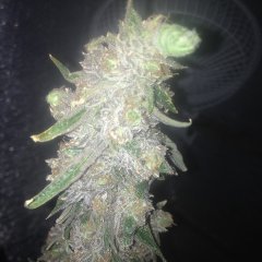 Peyote Purple 761