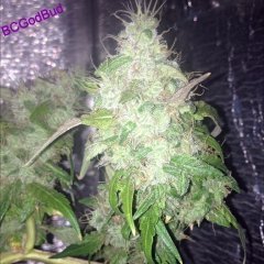 BC god bud 444
