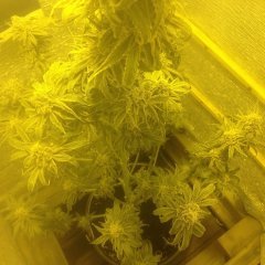 Peyote Purple 855