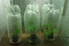 First Clone's