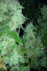 BC God Bud 533