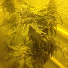 Peyote Purple 852