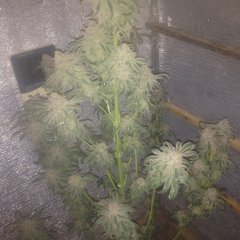 Peyote Purple 782