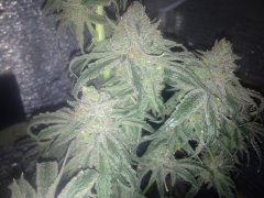 Peyote purple 503