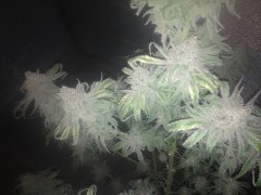 Peyote Purple_117