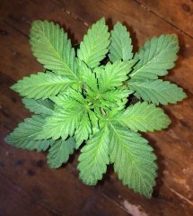 sage 'n sour 9991