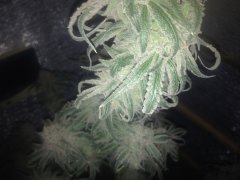 Peyote Purple 680