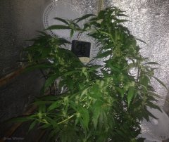 GB310