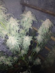 Peyote Purple 786