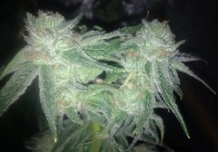 Peyote purple 4n