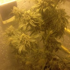 Peyote Purple 842