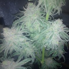 Peyote Purple 774