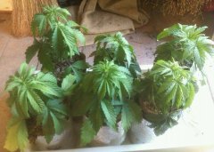 20 days plants