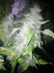 ВС God Bud 202