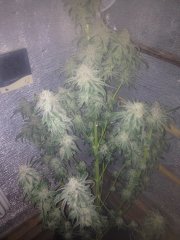 Z ..7w 4517