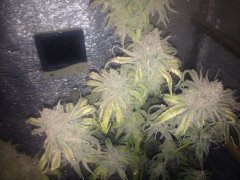 Peyote Purple_262