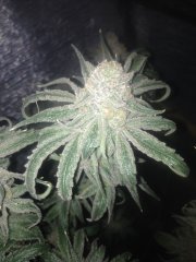 Peyote Purple 755
