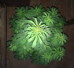 Sensi Star  [bsb]