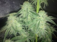 Peyote purple... 4ned