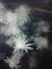peyote purple 416