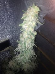 Peyote Purple 672