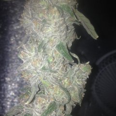 Peyote Purple 812