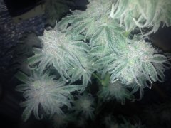 Peyote Purple 685