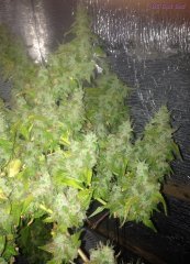 BC God Bud 253