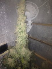 Peyote purple 638