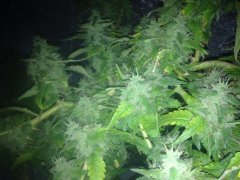 BC God Bud 015