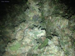 BC God Bud 396