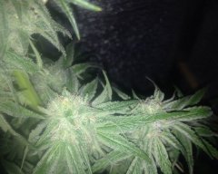 Z... 3week