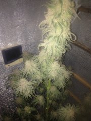 Peyote Purple 631