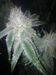 Peyote Purple 531