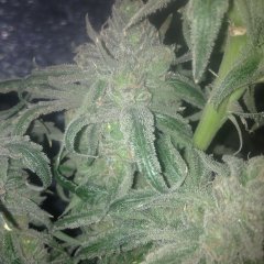 Peyote Purple_792