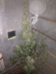 Peyote Purple 792