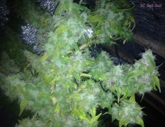 BC God Bud 285