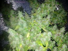 BC God Bud 271
