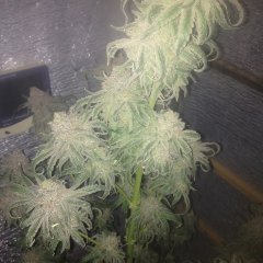 Peyote Purple 754