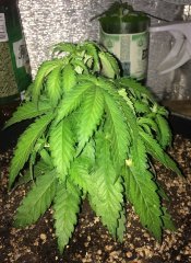 Indica 9741