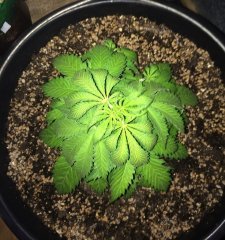 Indica 9738