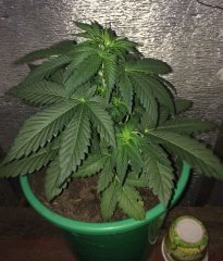 sage N sour 256
