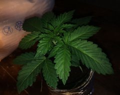 sage 'n sour 9996